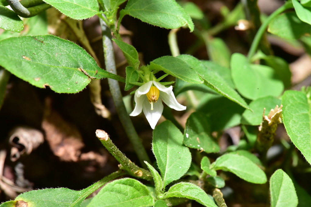 Lycianthes biflora (Lycianthes biflora)