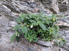 Lycianthes biflora (Lycianthes biflora)