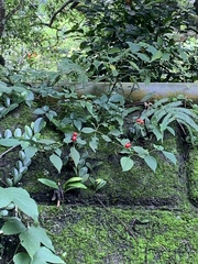 Lycianthes biflora (Lycianthes biflora)