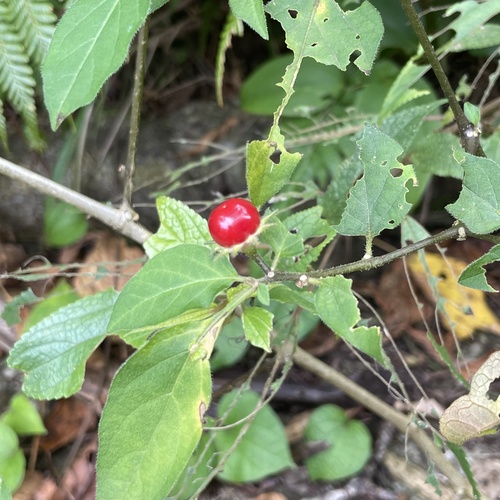 Lycianthes biflora (Lycianthes biflora)