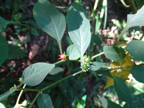 Lycianthes biflora (Lycianthes biflora)