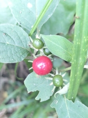 Lycianthes biflora (Lycianthes biflora)