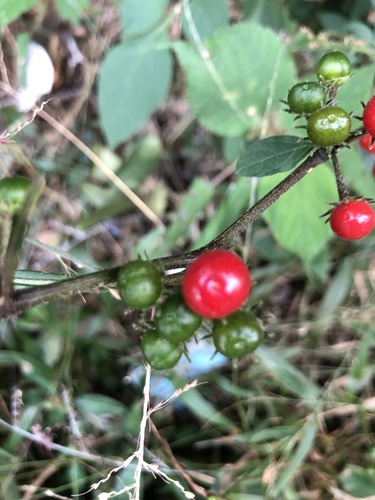 Lycianthes biflora (Lycianthes biflora)