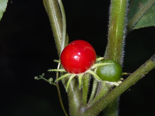 Lycianthes biflora (Lycianthes biflora)