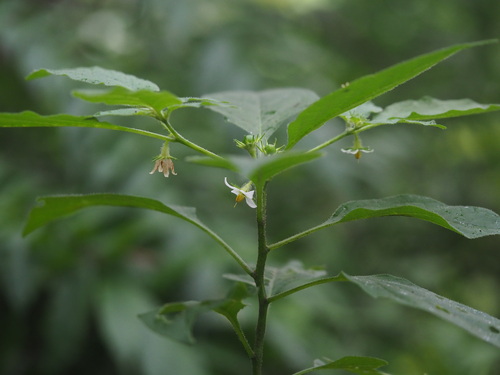 Lycianthes biflora (Lycianthes biflora)