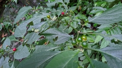 Lycianthes biflora (Lycianthes biflora)
