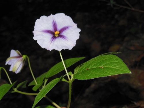 Lycianthes ciliolata (Lycianthes ciliolata)