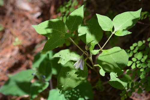Lycianthes ciliolata (Lycianthes ciliolata)