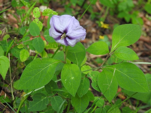 Lycianthes ciliolata (Lycianthes ciliolata)
