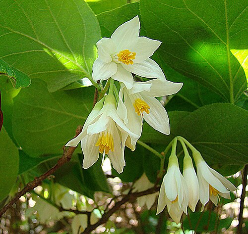 Lycianthes ciliolata: Native to southern Mexico and Guatemala. UC Berkeley Botanical Gardens. In context at www.dixpix.ca/meso_america/Flora/spuds/index.html