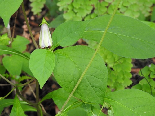 Lycianthes ciliolata (Lycianthes ciliolata)