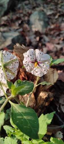 Lycianthes ciliolata (Lycianthes ciliolata)