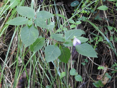 Lycianthes ciliolata (Lycianthes ciliolata)