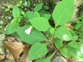 Lycianthes ciliolata (Lycianthes ciliolata)