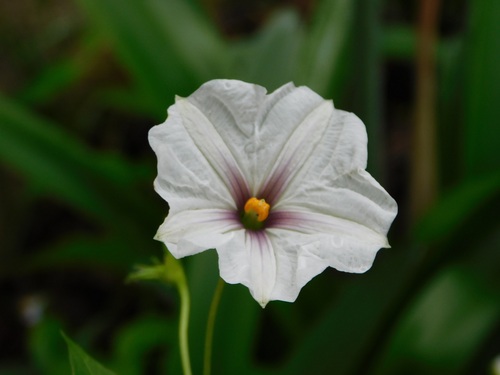 Lycianthes ciliolata (Lycianthes ciliolata)