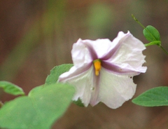 Lycianthes ciliolata (Lycianthes ciliolata)