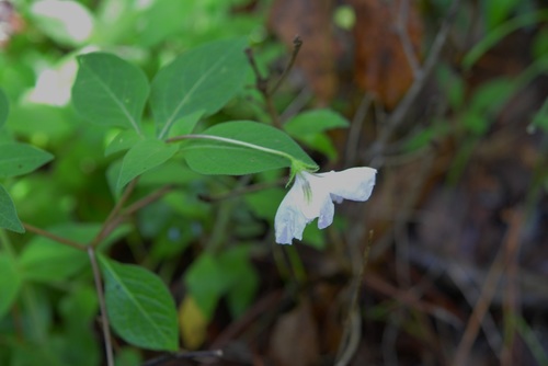 Lycianthes ciliolata (Lycianthes ciliolata)