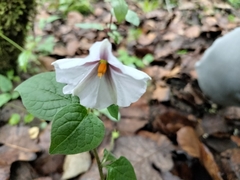 Lycianthes ciliolata (Lycianthes ciliolata)