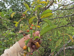 Lycianthes cyathocalyx (Lycianthes cyathocalyx)