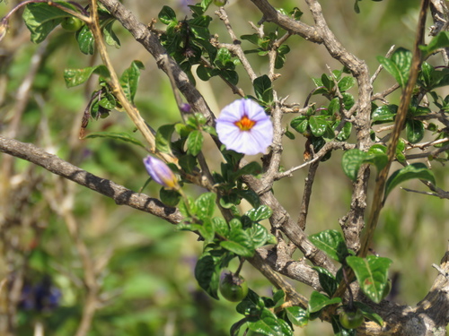 Lycianthes lycioides (Lycianthes lycioides)