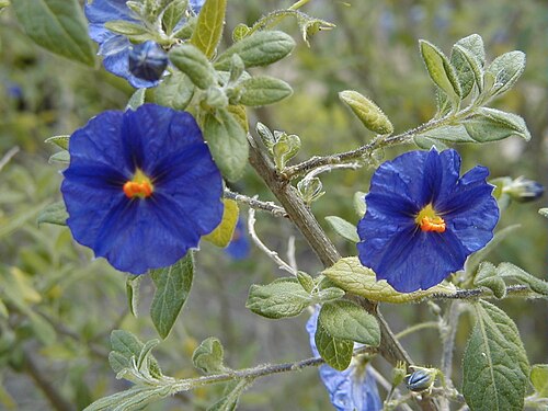 Lycianthes lycioides: Solanum lycioides . Real Jardín Botánico, Madrid.