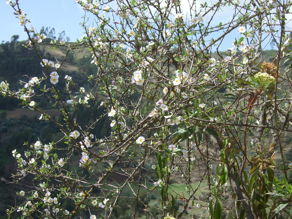 Lycianthes lycioides (Lycianthes lycioides)