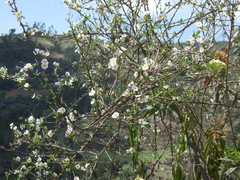 Lycianthes lycioides (Lycianthes lycioides)