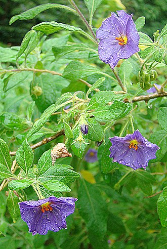 Lycianthes lycioides: Native to the southern Andes, here at the Royal Botanical Gardens, Madrid. In context at www.dixpix.ca/sth_cordillera/flora/sola_nico/index.html