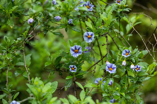 Lycianthes lycioides (Lycianthes lycioides)