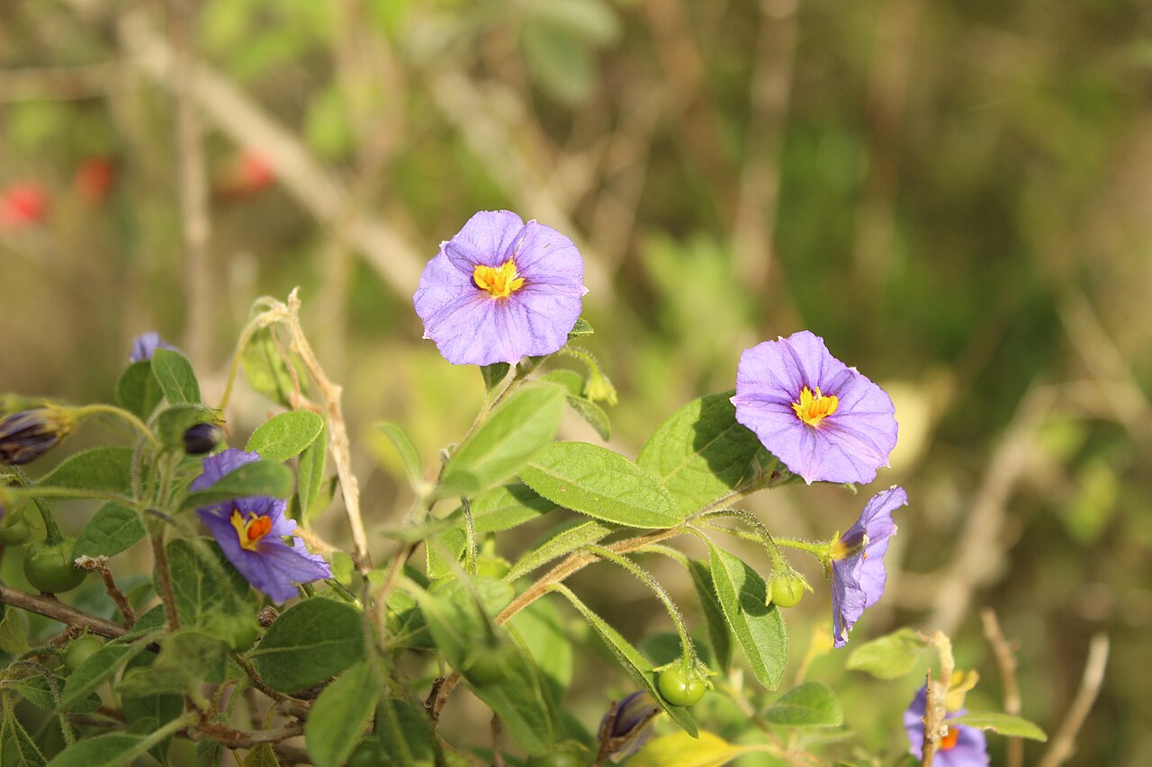 Lycianthes lycioides: Lycianthes lycioides en Tibasosa, Colombia.