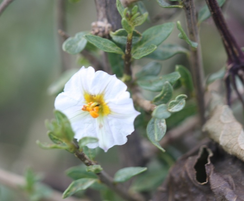 Lycianthes lycioides (Lycianthes lycioides)