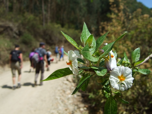 Lycianthes lycioides (Lycianthes lycioides)