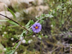 Lycianthes lycioides (Lycianthes lycioides)