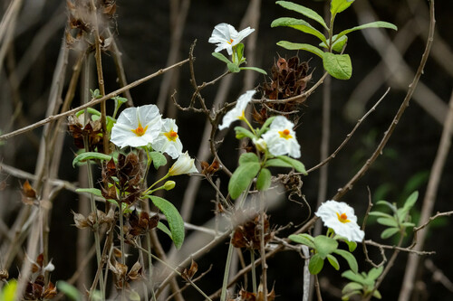 Lycianthes lycioides (Lycianthes lycioides)