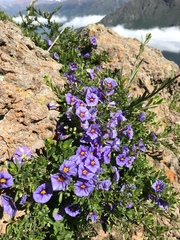 Lycianthes lycioides (Lycianthes lycioides)
