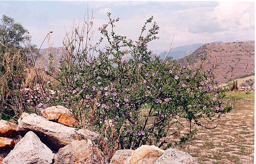 Lycianthes lycioides: Lycianthes lycioides (Solanaceae) - Pitunilla (Dept. Ayacucho, Prov. Parinacochas, Peru). Alt.: 3000 m. January, 2005.