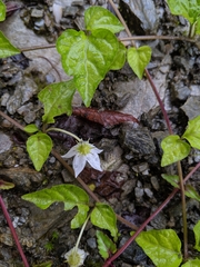 Lycianthes lysimachioides (Lycianthes lysimachioides)