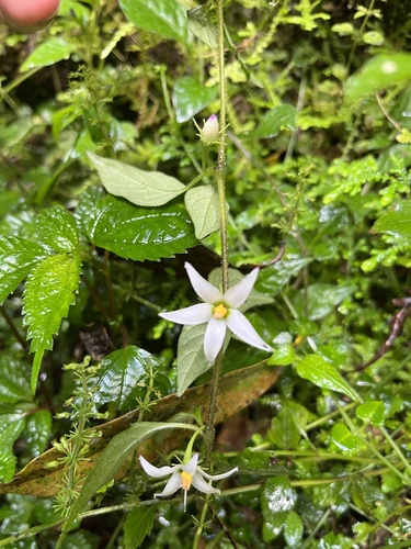 Lycianthes lysimachioides (Lycianthes lysimachioides)