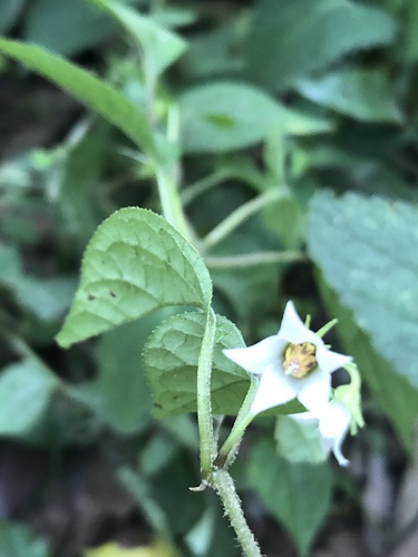 Lycianthes lysimachioides (Lycianthes lysimachioides)