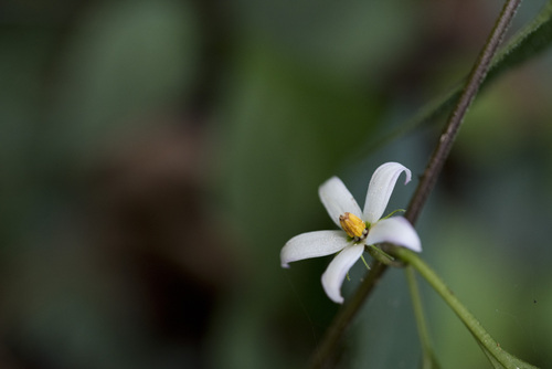 Lycianthes lysimachioides (Lycianthes lysimachioides)