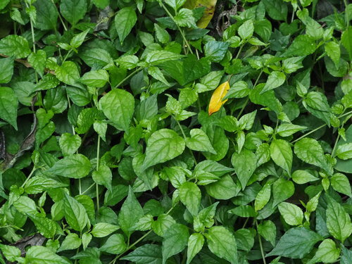 Lycianthes lysimachioides (Lycianthes lysimachioides)