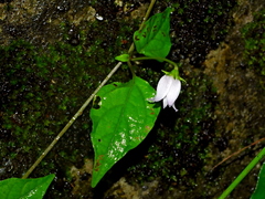 Lycianthes lysimachioides (Lycianthes lysimachioides)