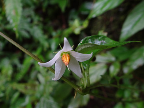 Lycianthes lysimachioides (Lycianthes lysimachioides)