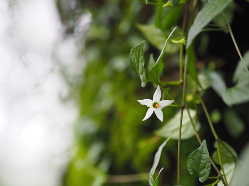 Lycianthes lysimachioides (Lycianthes lysimachioides)