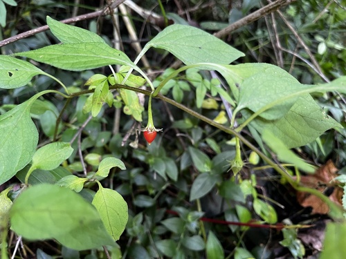 Lycianthes lysimachioides (Lycianthes lysimachioides)