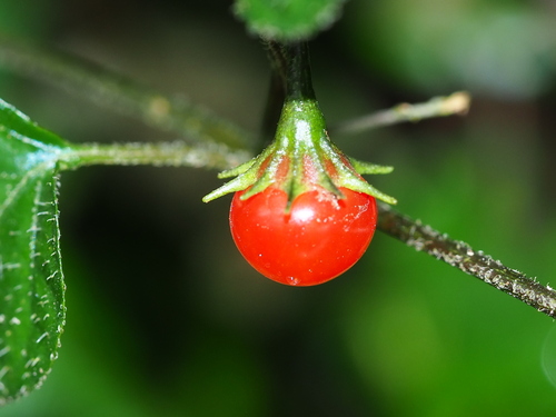 Lycianthes lysimachioides (Lycianthes lysimachioides)