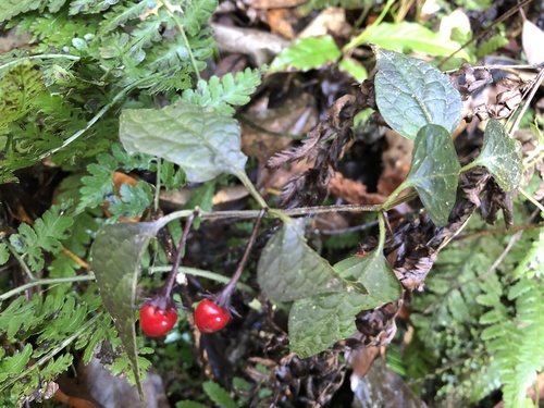 Lycianthes lysimachioides (Lycianthes lysimachioides)