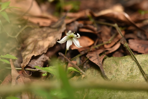 Lycianthes lysimachioides (Lycianthes lysimachioides)