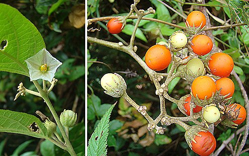 Lycianthes multiflora: A cloud forest liana found from Belize to Panama. Photo from Monteverde reserve, Costa Rica. In context at www.dixpix.ca/meso_america/Flora/spuds/index.html