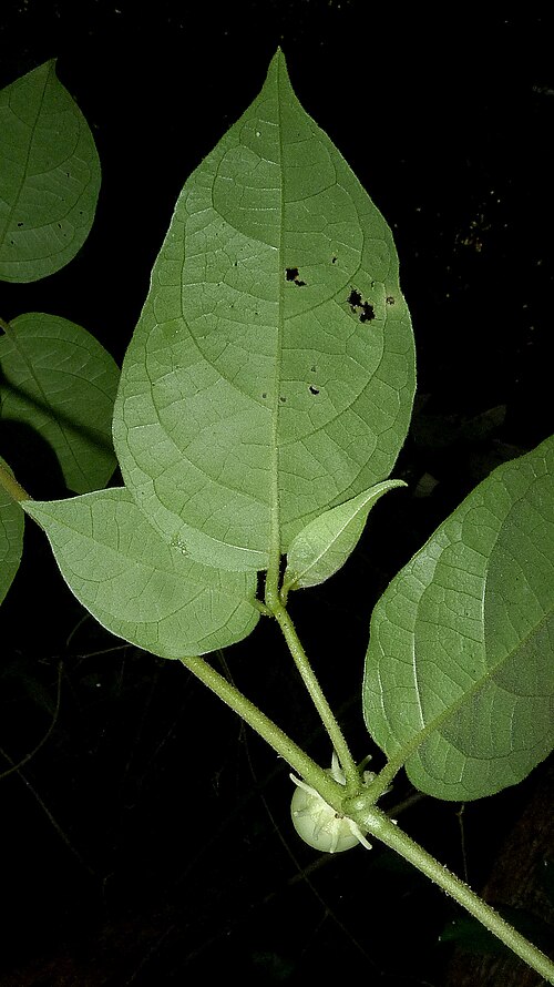 Lycianthes pauciflora: Lycianthes pauciflora (Vahl) Bitter
